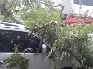 Pohon Tumbang di Jalan MA Salmun Bogor, 1 Mobil Tertimpa-Lalin Macet