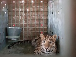 Lepas Liar Rasi Si Macan Tutul Jawa di Hutan Ciremai, Calon Ratu Rimba