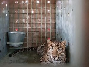 Lepas Liar Rasi Si Macan Tutul Jawa di Hutan Ciremai, Calon Ratu Rimba Lepas Liar Rasi Si Macan Tutul Jawa di Hutan Ciremai, Calon Ratu Rimba