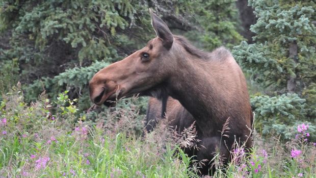 Rusa Alaska