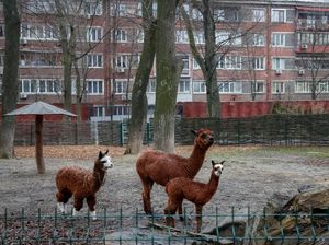 Stress Berat! Hewan-hewan di Bonbin Ukraina Bunuh Diri