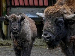 Tolong! 4.000 Hewan Terjebak di Bonbin Ukraina