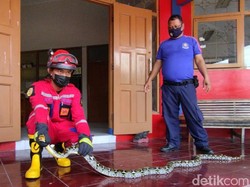 Ular Piton 3 Meter Ditangkap di Kandang Ayam Klaten, Kondisinya Stres