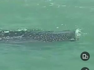 Penampakan Hiu Tutul Kembali Muncul di Perairan Jepara