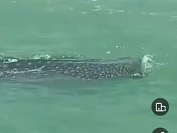 Penampakan Hiu Tutul Kembali Muncul di Perairan Jepara