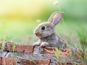 Ilmuwan Pakai AI untuk Tiru Kemampuan Nabi Sulaiman