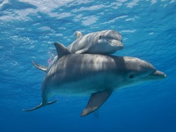 Kenali 7 Ciri-ciri Makhluk Hidup, Apa Saja Kebutuhan Utamanya?