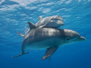 Kenali 7 Ciri-ciri Makhluk Hidup, Apa Saja Kebutuhan Utamanya? Kenali 7 Ciri-ciri Makhluk Hidup, Apa Saja Kebutuhan Utamanya?