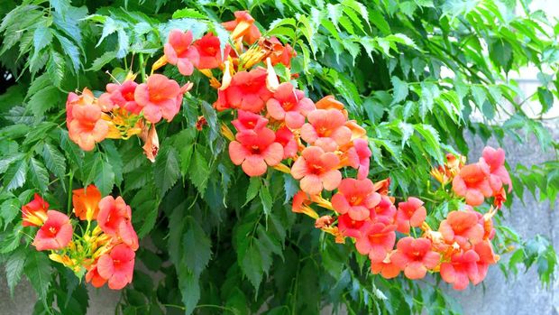 Campsis radicans, commonly called trumpet vine or trumpet creeper, is a dense, vigorous, multi-stemmed, deciduous, woody, clinging vine that attaches itself to structures and climbs by aerial rootlets. Clusters of red trumpet-shaped flowers appear throughout the summer (June to September). Flowers are followed by long, bean-like seed pods which split open when ripe, releasing numerous 2-winged seeds for dispersal by the wind.