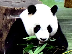 Khawatir Kegemukan, 2 Panda di Kebun Binatang Taipei Harus Diet Khawatir Kegemukan, 2 Panda di Kebun Binatang Taipei Harus Diet