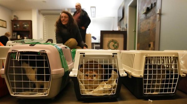 Ratusan Hewan Liar Dievakuasi dari Perang Ukraina