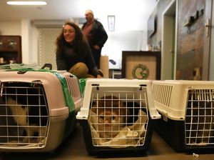 Ratusan Hewan Liar Dievakuasi dari Perang Ukraina