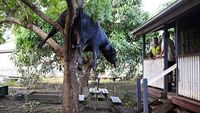 Seekor Sapi Nangkring di Pohon Gegara Banjir Australia