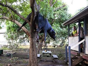Seekor Sapi Nangkring di Pohon Gegara Banjir Australia Seekor Sapi Nangkring di Pohon Gegara Banjir Australia