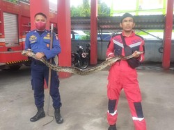 Ular Piton 3 Meter Muncul di Saluran Air di Makassar, Warga Geger