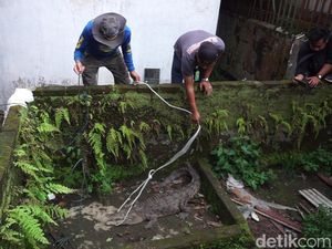 Tegangnya Evakuasi Buaya Muara dari Kolam Warga Mojokerto