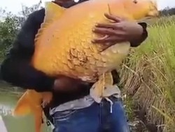 4 Hewan Unik di Jabar 2022: Domba Mata Satu-Ikan Mas Raksasa