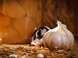 Cara Mengusir Tikus dengan Mudah dan Cepat Tanpa Membunuh