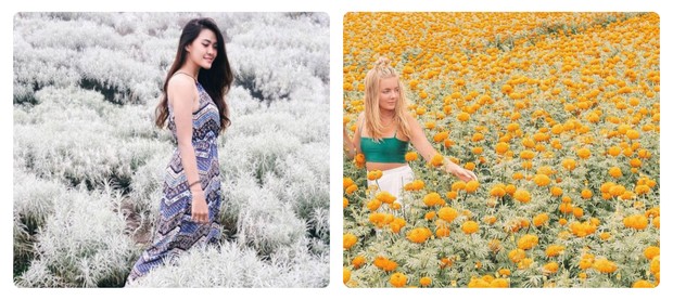 Ladang Bunga Gemitir (Marigold) Desa Temukus, Bali/Foto: Instagram.com/Journeyofmo.s/Wonderfulindonesia Ladang Bunga Gemitir (Marigold) merupakan salah satu destinasi wisata alam yang ada di Desa Temukus, Bali