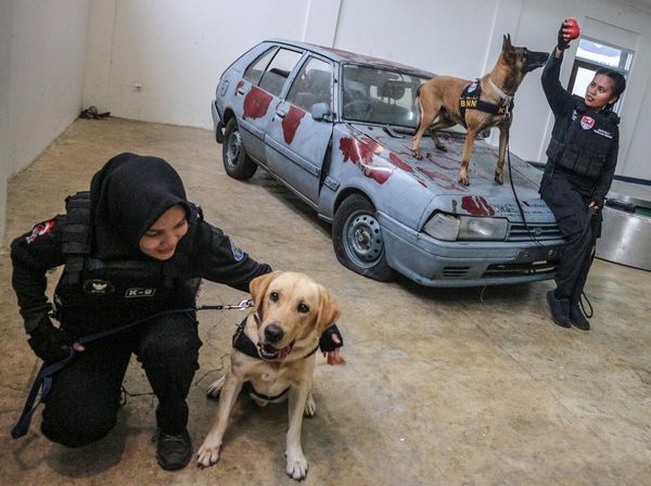 Melihat Pelatihan Anjing Pelacak