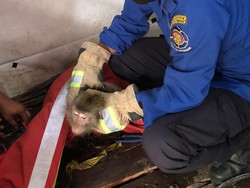 PMK Jombang Evakuasi Monyet Birahi yang Sedang Mengamuk