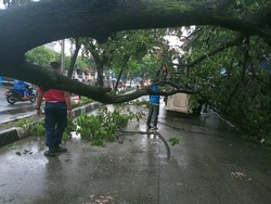 Hujan Disertai Angin Kencang di Depok Bikin Pohon Tumbang-Atap Rumah Rusak