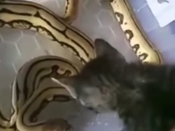 Barbar Ulah Remaja Adu Anak Kucing dengan Ular di Jakbar