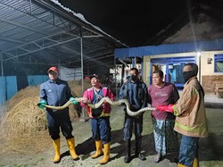 Ular Sanca 4 Meter di Lamongan Ditangkap Saat Memangsa Ayam Milik Warga