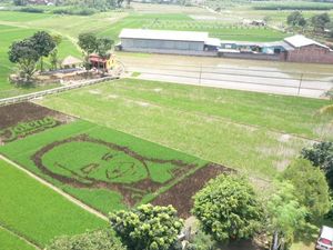 Gambar Jumbo Wajah Ganjar Mejeng di Sawah Warga Bergas, Bikinan Siapa?