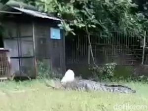 Bikin Panik! Buaya di BKSDA Jepara Lepas ke Permukiman Warga
