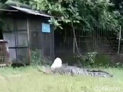 Bikin Panik! Buaya di BKSDA Jepara Lepas ke Permukiman Warga