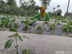 Gunung Merapi Rata-rata Gugurkan Lava 140 Kali per Hari