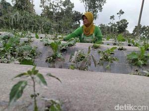 Gunung Merapi Rata-rata Gugurkan Lava 140 Kali per Hari Gunung Merapi Rata-rata Gugurkan Lava 140 Kali per Hari