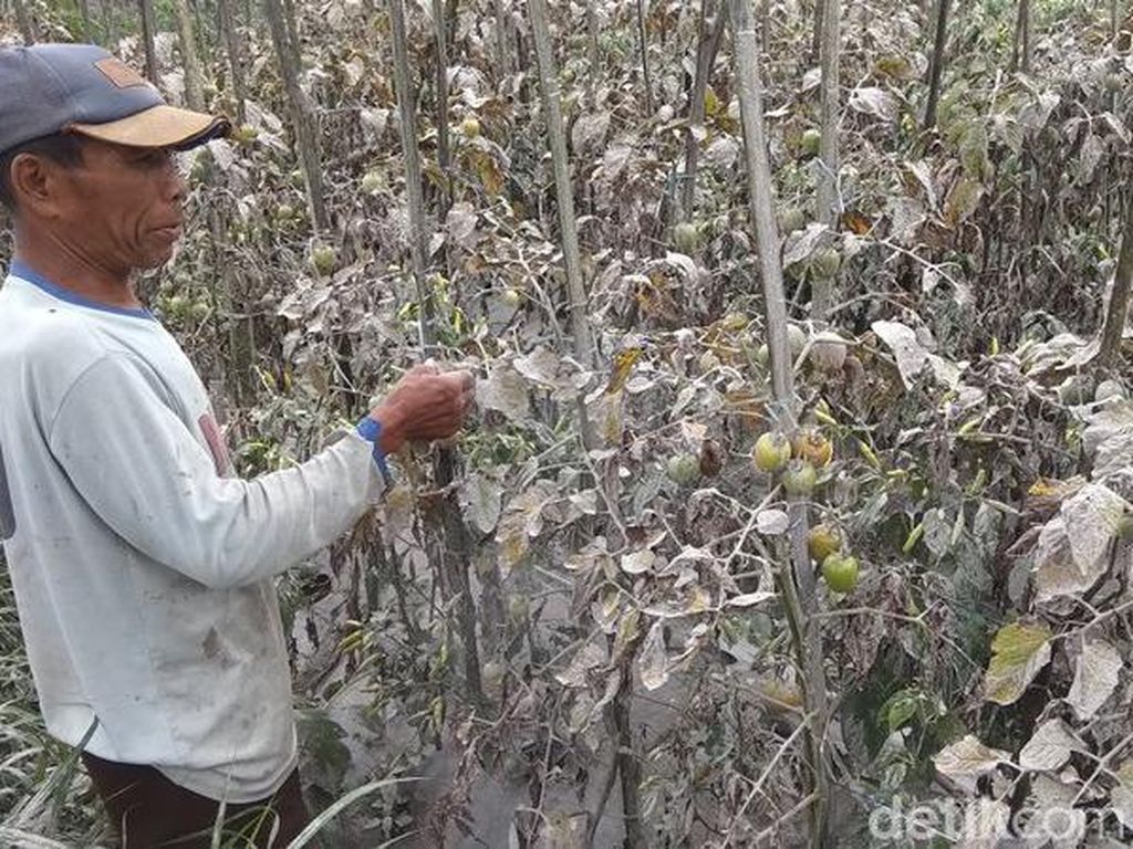 Terguyur Abu Merapi, Petani Sayur Magelang Terancam Gagal Panen