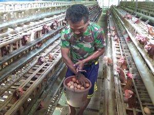 Harga Telur Naik, Peternak Ayam Lumajang Suarakan Biaya Pakan Distabilkan Harga Telur Naik, Peternak Ayam Lumajang Suarakan Biaya Pakan Distabilkan