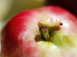 Hukum Makan Buah dan Sayur yang Ada Ulat di Dalamnya