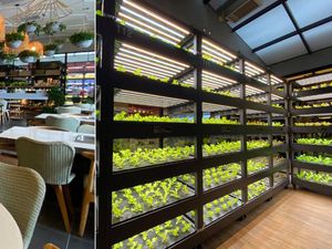 Keren Banget! Restoran Hotpot Ini Punya Kebun Sayuran Sendiri di Dalamnya Keren Banget! Restoran Hotpot Ini Punya Kebun Sayuran Sendiri di Dalamnya