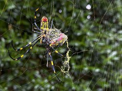 Amerika Serikat di Bawah Ancaman Laba-laba Terbang dari Jepang