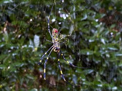 Hiii! Ancaman Serbuan Laba-laba Raksasa di Amerika