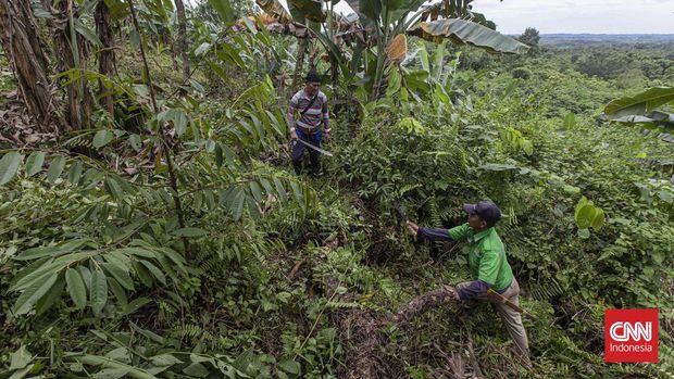 Lipsus Ibu Kota Negara Nusantara, Lipsus IKN Nusantara Kepala Adat Suku Balik Kelurahan Sepaku bernama Sibukdin. Kalimantan Timur, Sabtu, 12 Februari 2022.