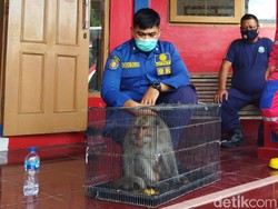Masuk Rumah Warga, Monyet Ekor Panjang Diamankan Animal Rescue Klaten