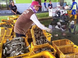 Izin Melaut Sulit Didapat, Pasokan Ikan TPI Tasikagung Rembang Anjlok