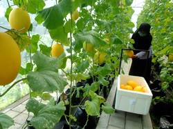 Panduan dan Cara Daftar Petani Milenial, Link hingga Gaji yang Didapat