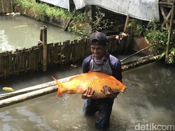 Snapshot: Lincahnya Ikan Mas Raksasa yang Viral di Sukabumi