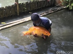 Ikan Emas Raksasa Tangkapan Japrot Ditawar Jutaan