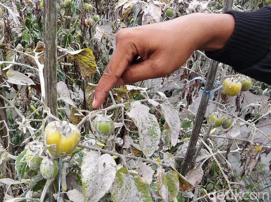 Ratusan Hektare Lahan Sayuran Magelang Terdampak Hujan Abu Merapi