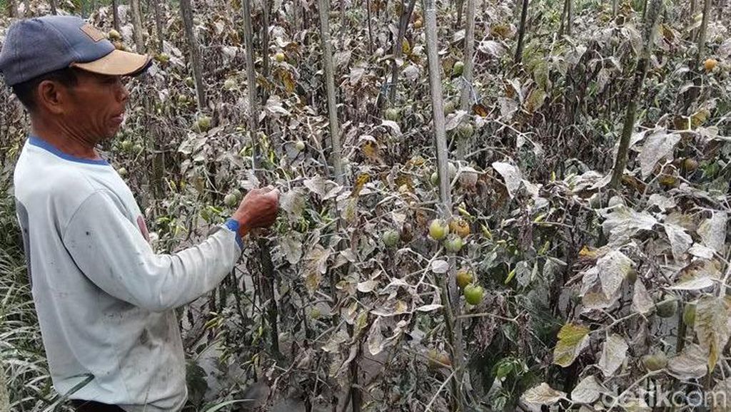 Petani Sayur Terancam Gagal Panen Akibat Hujan Abu Merapi
