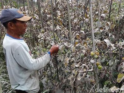 Petani Sayur Terancam Gagal Panen Akibat Hujan Abu Merapi