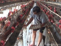 Petenak di Blitar Minta Kemendag Stabilkan Harga Pakan Saat Telur Naik
