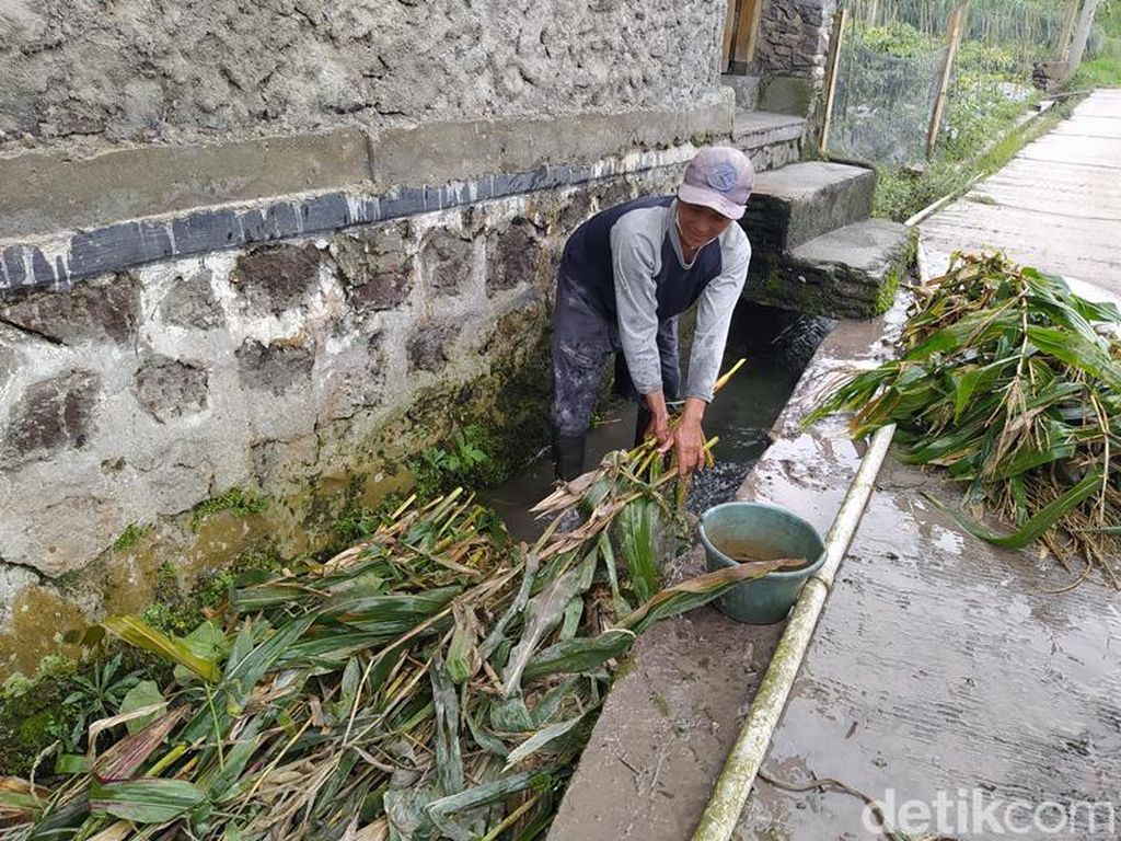 Dilanda Hujan Abu Merapi, Warga Magelang Terpaksa Cuci Rumput Pakan Ternak